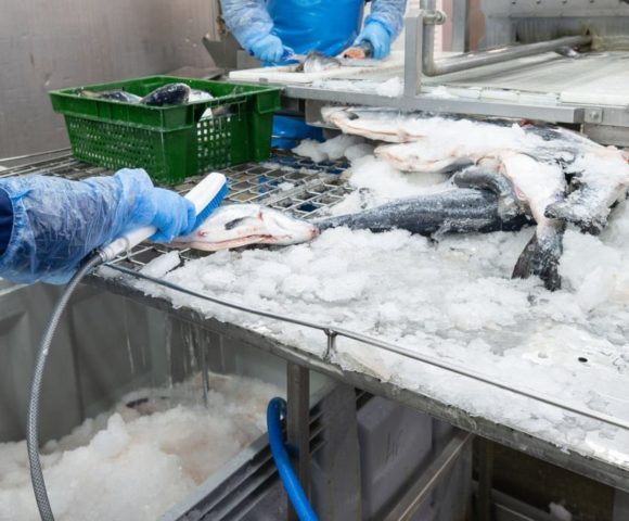 Fish processing plant. Cleaning chilled trout carcasses from ice crumbs.