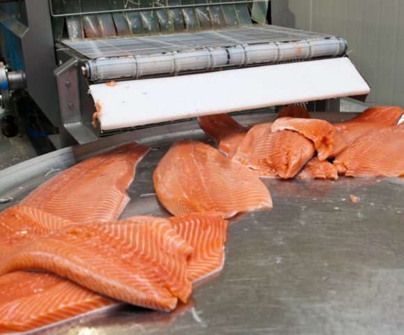 The detail of a fish salmon factory, processing line. Fish and food industry abstract.